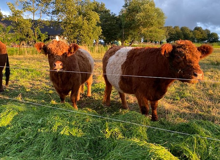 Play area with swing at Cottage in Hasselt, ideal vacation home for families in Salland, Overijssel.
