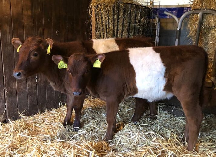 Cozy dining room in Cottage in Lettele, vacation home in Lettele, Overijssel.