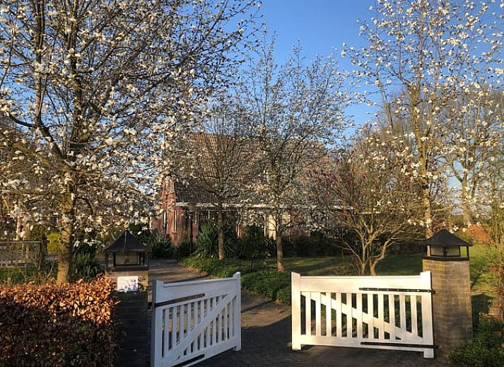 Grazing cows at Cottage in Lettele, vacation home in Salland, Overijssel.