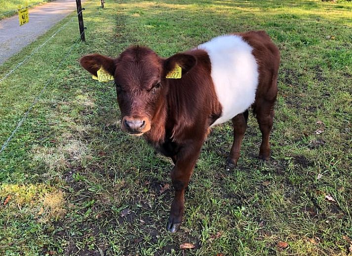 Flowering trees near the entrance of Huisje in Lettele, vacation accommodation in Overijssel.