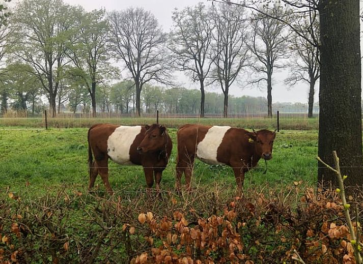 Charming entrance gate of Cottage in Lettele, vacation home in Salland.