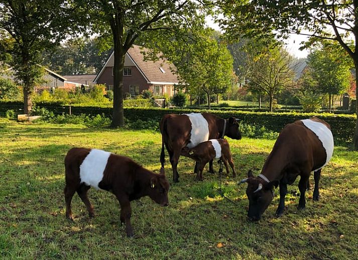 Uitgestrekte groene tuin bij Huisje in Lettele, vakantieaccommodatie in Overijssel.