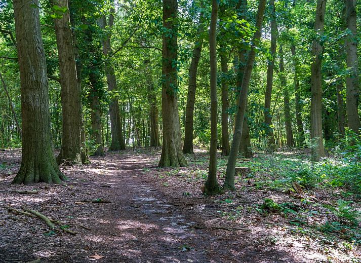 Lichte slaapkamer met dakraam in vakantiehuis Reggezicht, Marle, Salland, Overijssel, met uitzicht op natuur.