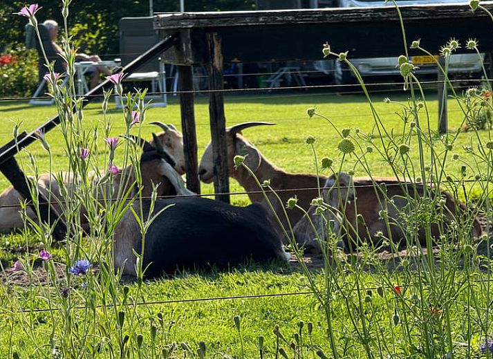 Gemuetliches Wohnzimmer im Ferienhaus in Ommen, Overijssel.