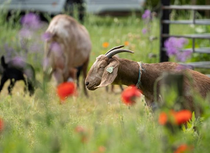 Attraktives Schlafzimmer in einem Ferienhaus in Ommen, Region Vechta.