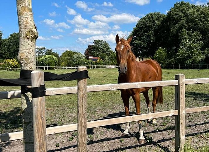 Charmant vakantiehuis in Ommen met rieten dak, gelegen in de groene Vechtstreek, Overijssel, omringd door natuur en rust.