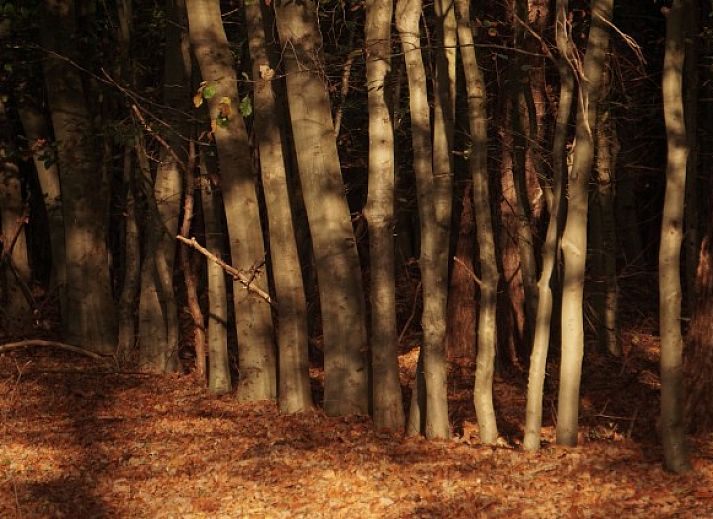 The Buzzard vacation home in Punthorst, Vecht region with spacious garden and swing for children.