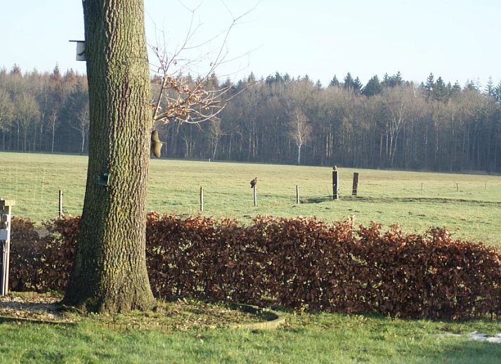 Beautiful sunrise over meadow at The Buzzard vacation rental in Punthorst, Vechtstreek.