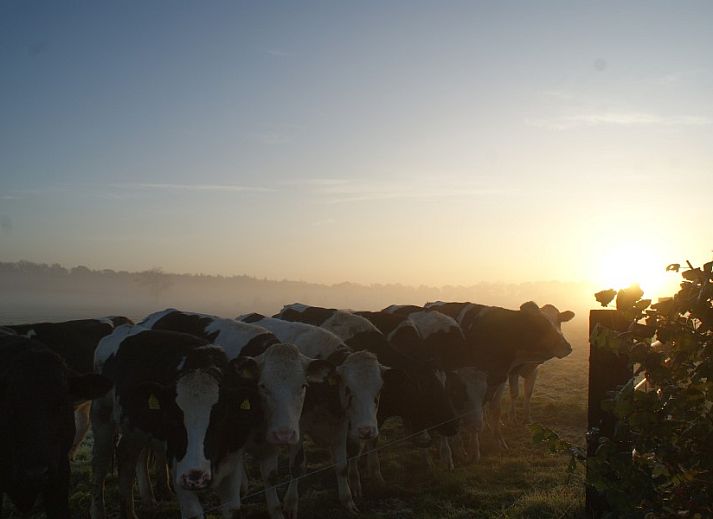 Beautiful sunrise over meadow at The Buzzard vacation rental in Punthorst, Vechtstreek.