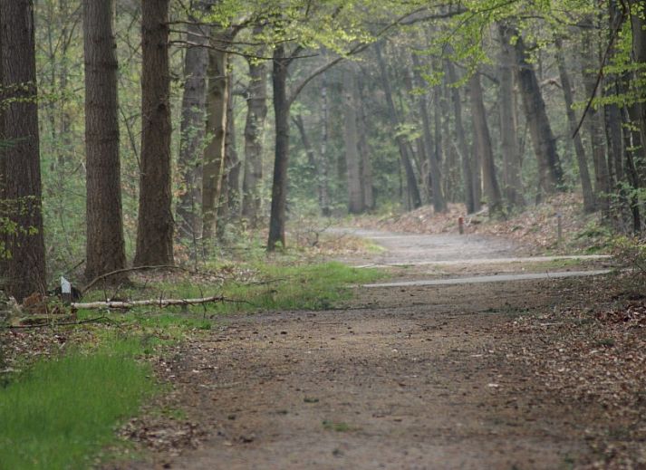 Rustic forest setting near De Buizerd vacation home in Punthorst, Overijssel, ideal for hiking.