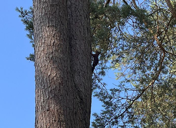 Ontdek de groene natuur rondom vakantiehuis OV703 in Beerze, Vechtstreek, Overijssel voor een serene ontsnapping.