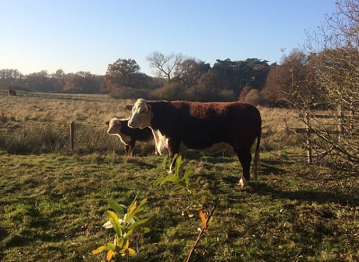 Terrace with beautiful view at Holiday home in Diffelen, located in the Vecht region, Overijssel.
