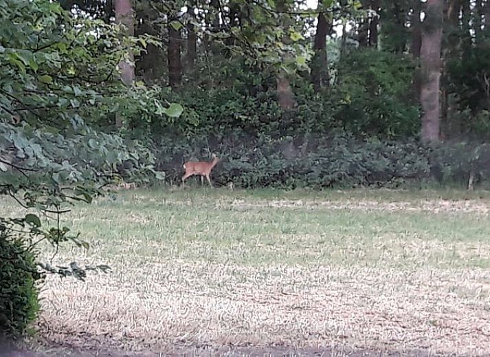 Moderne keuken van Vakantiehuis in Dalfsen, ideaal voor culinaire avonturen in Overijssel.