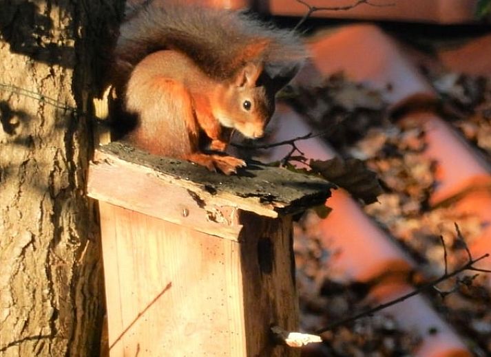 Moderne Kueche im Ferienhaus in Dalfsen mit Blick auf die gruene Umgebung.