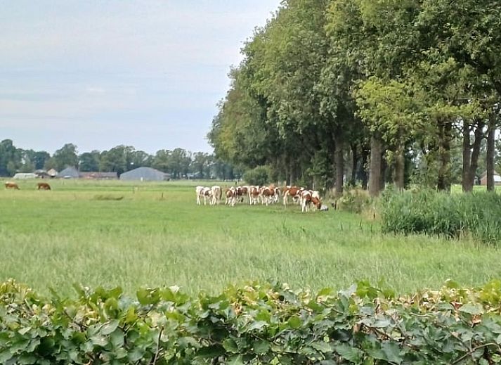 Geniet van de groene tuin bij Vakantiehuis in Dalfsen, een charmante vakantiewoning in de Vechtstreek, Overijssel.
