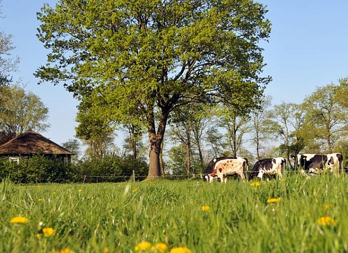 Geniessen Sie die Ruhe im Huisje in Balkbrug, einem charmanten Ferienhaus in der Region Vecht, Overijssel, mit Blick auf gruene Wiesen und eine gemuetliche Terrasse.