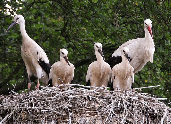 Geniessen Sie die Ruhe im Huisje in Balkbrug, einem charmanten Ferienhaus mit Veranda in der gruenen Vechtgegend, Overijssel.