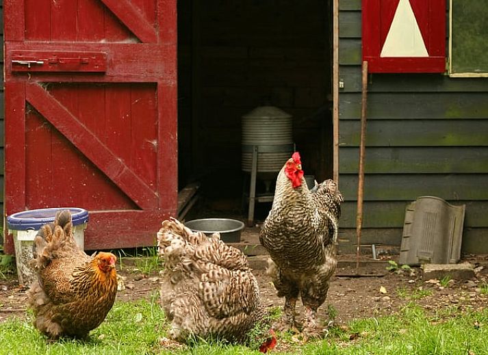 Cozy dining room in Cottage in Balkbrug, vacation home in Vecht region, Overijssel.