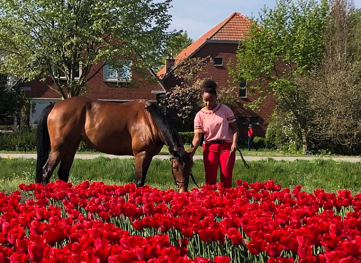 Unterkunft 540841 - Ferienhaus Vechtstreek - Huisje in Balkbrug