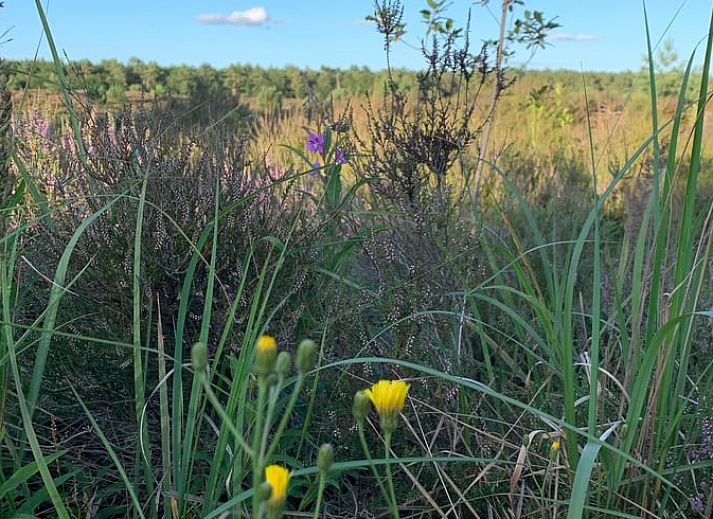 Unterkunft 540841 - Ferienhaus Vechtstreek - Huisje in Balkbrug