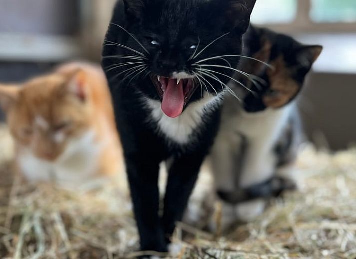 Unterkunft 540841 - Ferienhaus Vechtstreek - Huisje in Balkbrug
