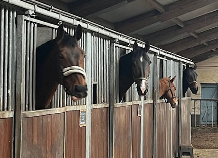 Unterkunft 540841 - Ferienhaus Vechtstreek - Huisje in Balkbrug