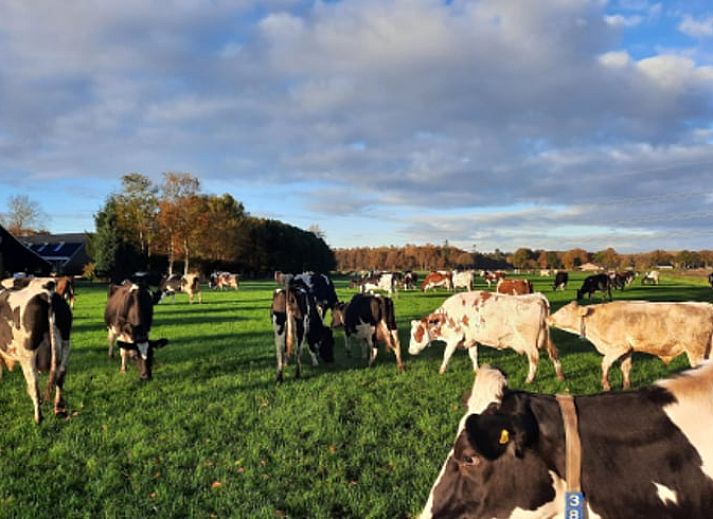 Gezellige binnenruimte van Vakantiehuisje in Balkbrug, Vechtstreek, Overijssel met houten muren en een blauwe tafel voor een knusse sfeer.