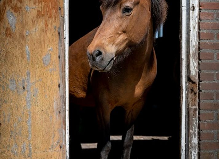Gezellige binnenruimte van Vakantiehuisje in Balkbrug, Vechtstreek, Overijssel met houten muren en een blauwe tafel voor een knusse sfeer.