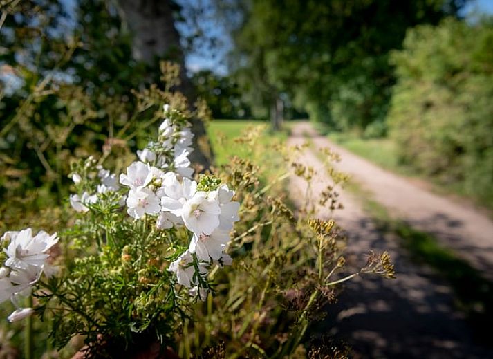 Verblijf 540845 - Vakantiewoning Vechtstreek - Vakantiehuisje in Balkbrug