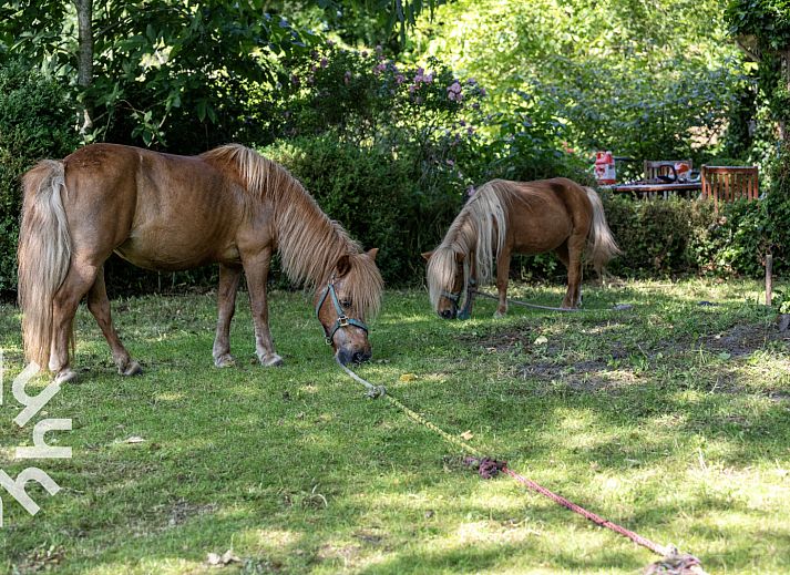 Picturesque vacation home OV188 in Balkbrug, Vecht region, surrounded by dense forests and lush nature.