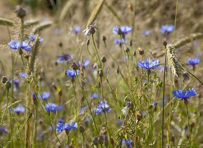 Eethoek met uitzicht in Vakantiehuis in Balkbrug, Vechtstreek, Overijssel.