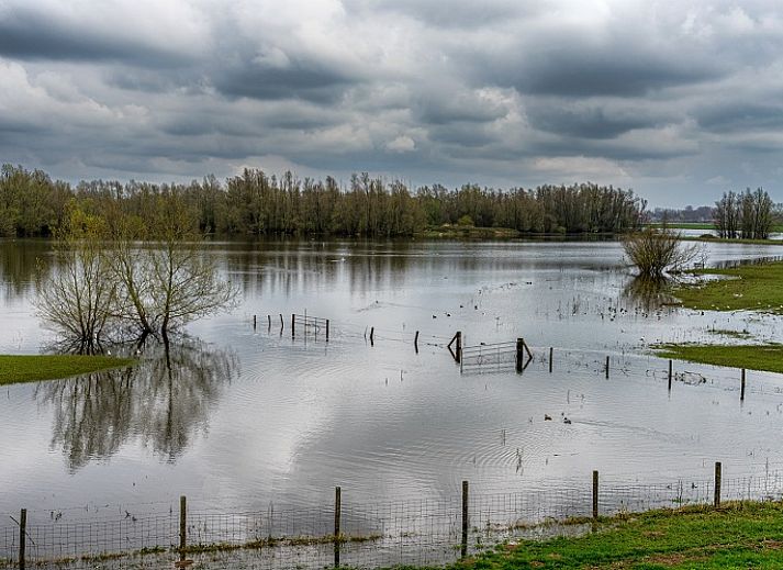 Geniessen Sie die laendliche Umgebung im Ferienhaus OV649 in Rheezerveen, Vechtstreek, Overijssel mit grasenden Kuehen in der gruenen Landschaft.