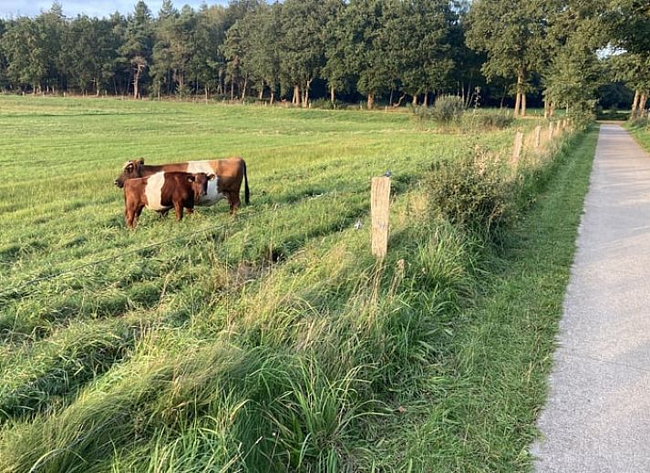 Buitenruimte van Vakantiehuisje in Giethmen, Vechtstreek, Overijssel met comfortabele zitjes en uitzicht op groene velden.