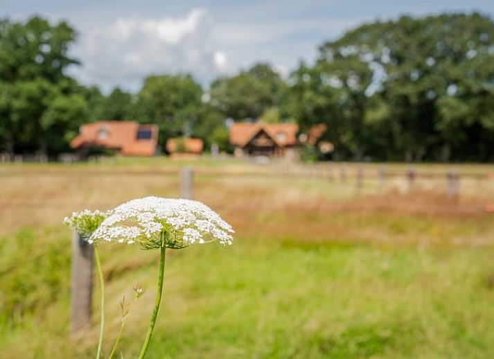Gemuetliche Essecke im Ferienhaus in Giethmen, Region Vecht, mit Holzboden und rustikalen Moebeln in Overijssel.
