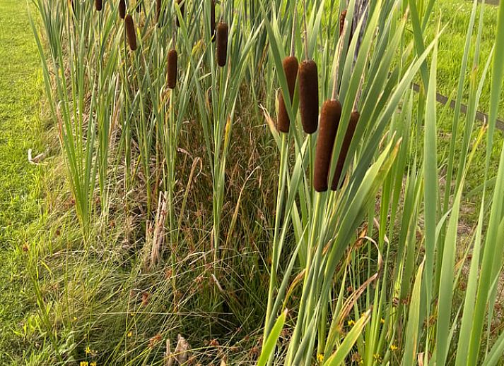 Gemuetliche Essecke im Ferienhaus in Giethmen, Region Vecht, mit Holzboden und rustikalen Moebeln in Overijssel.