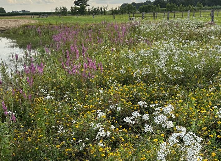 Gemuetliche Essecke im Ferienhaus in Giethmen, Region Vecht, mit Holzboden und rustikalen Moebeln in Overijssel.