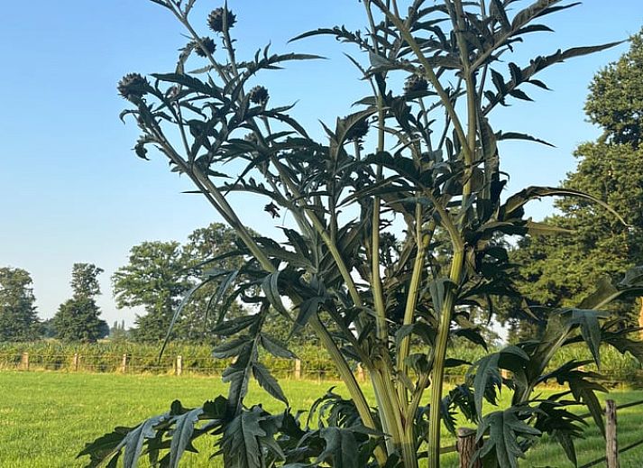Gemuetliche Essecke im Ferienhaus in Giethmen, Region Vecht, mit Holzboden und rustikalen Moebeln in Overijssel.