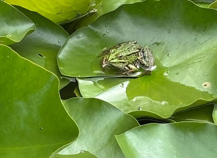 Stilvoller Flur im Ferienhaus in Giethmen, Region Vecht, mit Holzdielen und moderner Einrichtung in Overijssel.