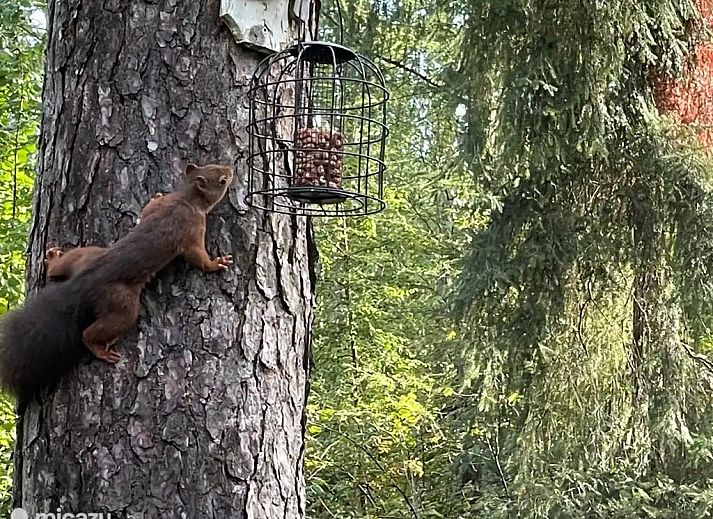 Guest house 541815 - Bungalow Vechtstreek - Giethmenseveld 't mooiste huisje