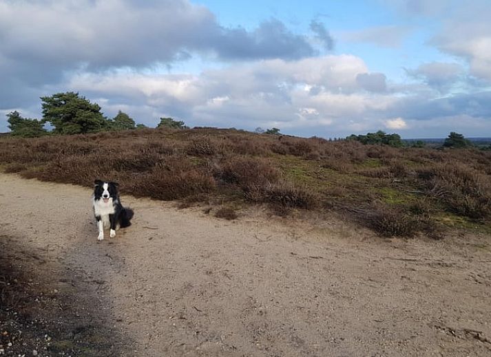 Unterkunft 541816 - Ferienhaus Vechtstreek - Huisje in Giethmen