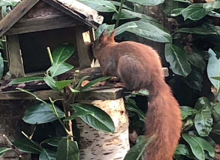 Zonnig terras met uitzicht op de natuur bij Vakantiehuis in Bergentheim, Vechtstreek, Overijssel.