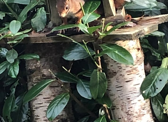 Zonnig terras met uitzicht op de natuur bij Vakantiehuis in Bergentheim, Vechtstreek, Overijssel.