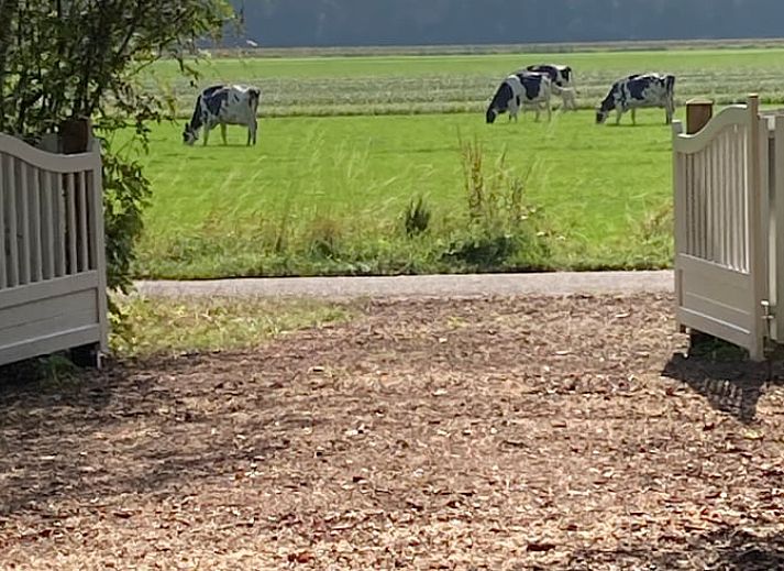 Comfortabele zithoek op het terras van Vakantiehuis in Bergentheim, omgeven door bomen in de Vechtstreek, Overijssel.