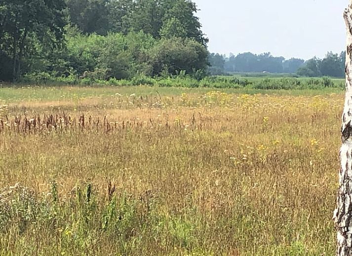 Warm wooden sauna in Holiday home in Lemele, perfect for relaxation during your stay in Vechtstreek, Overijssel.