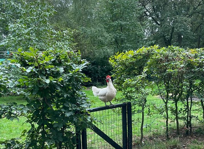 Rustikales Ferienhaus in Lemele mit Holzfassade in der Region Vecht, Overijssel.