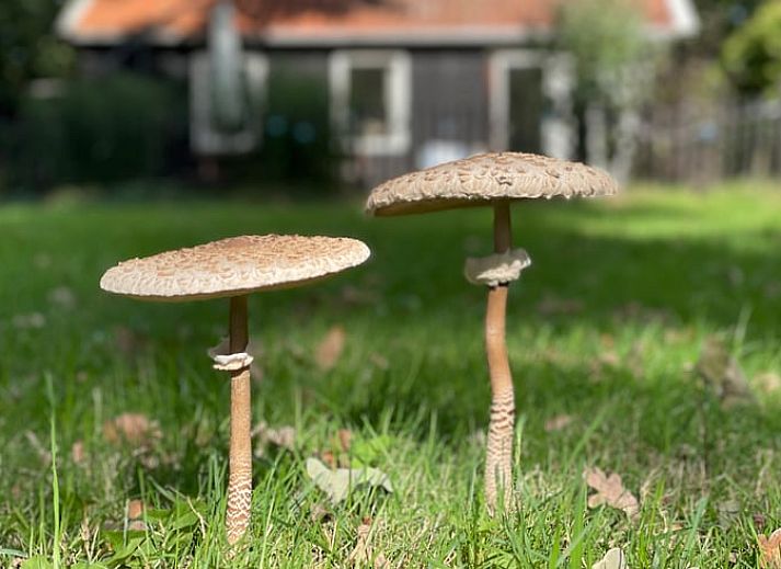 Rustikales Ferienhaus in Lemele mit Holzfassade in der Region Vecht, Overijssel.