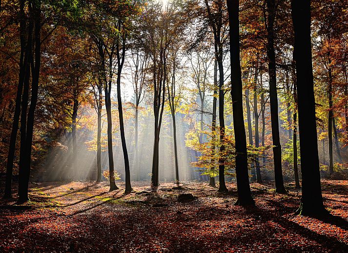 Uitzicht op de tuin vanuit de woonkamer van OV650, Lemele, Overijssel.