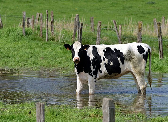 Rustige oprijlaan naar vakantiehuis OV650 in Lemele, Vechtstreek.