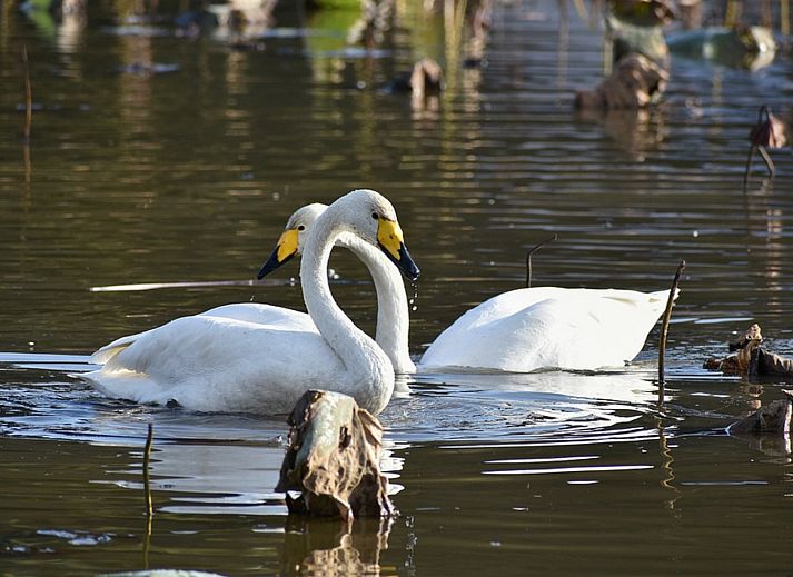 Modernes Badezimmer im Ferienhaus OV676 in Lemele, Overijssel, mit Dusche und Toilette.