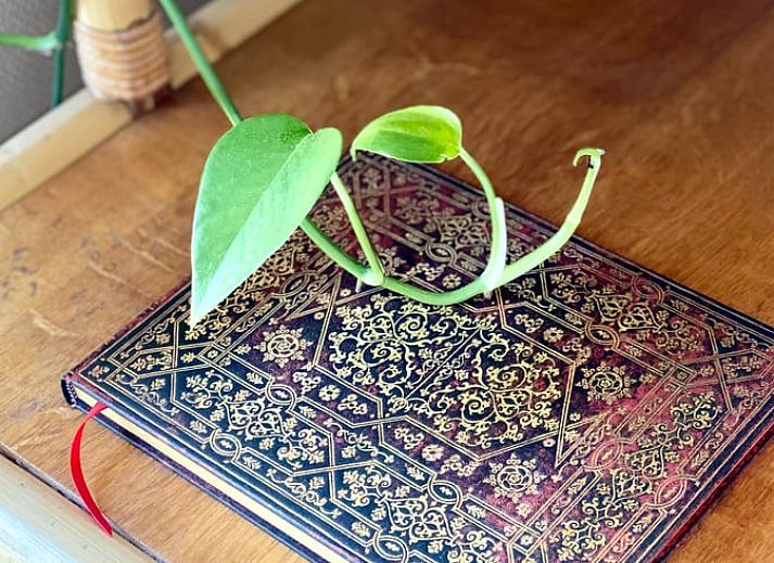 Unterkunft 542702 - Ferienhaus Vechtstreek - Vakantiehuisje in Radewijk